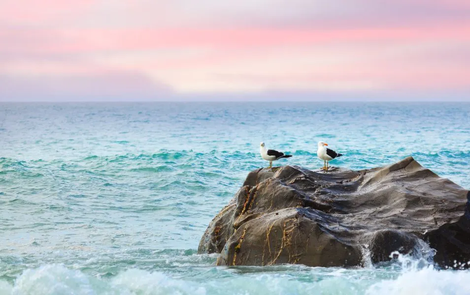 Seagull sunrise