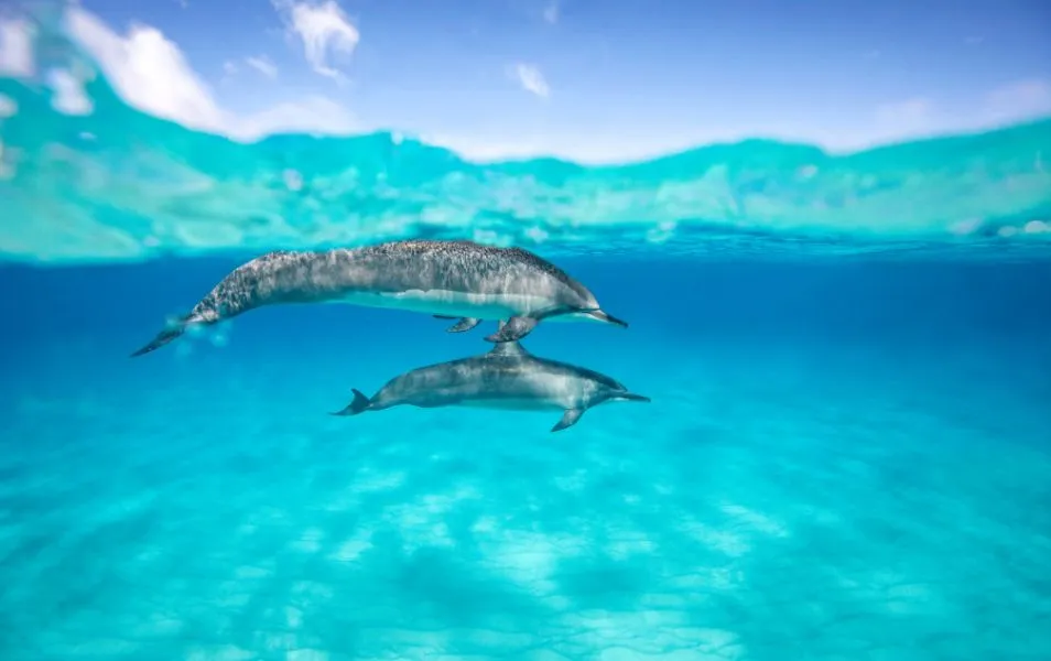 Dolphins