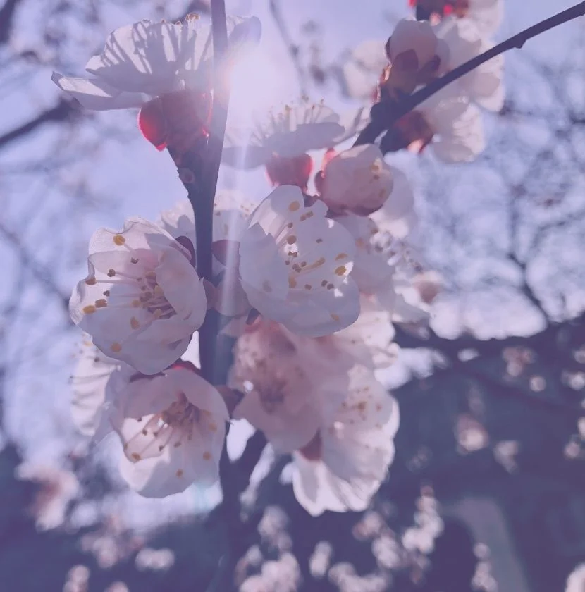 cherry blossoms in winter