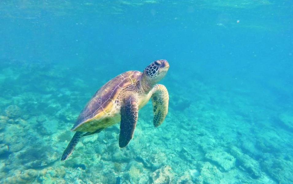 turtle in ocean underwater